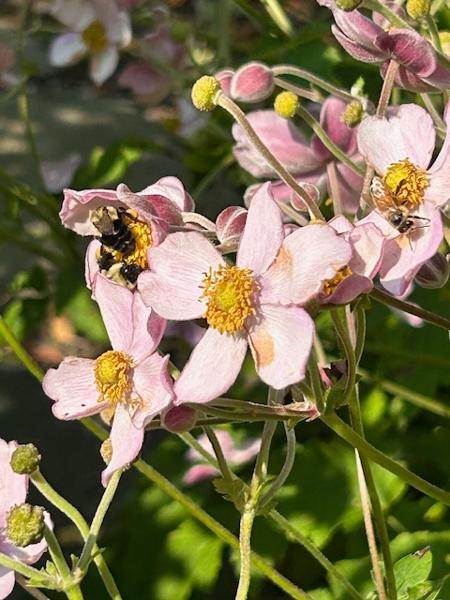 Annual Beatrix Farrand Garden Bioblitz Garden Talk at the Beatrix Farrand Garden